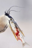 _MG_3819crop Great Blue Heron.jpg