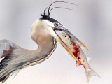 _MG_3829crop Great Blue Heron.jpg