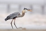_MG_3836 Great Blue Heron.jpg