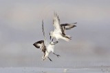 _MG_6001 Sanderling.jpg