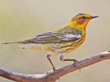 _MG_6518 Cape May Warbler.jpg