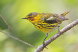 _MG_6837 Cape May Warbler.jpg