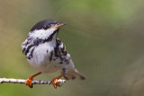 _MG_6963 Blackpoll Warbler.jpg