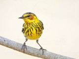 _MG_7113 Cape May Warbler.jpg