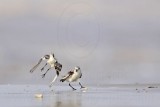_MG_5997 Sanderling.jpg