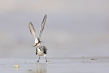 _MG_5998 Sanderling.jpg