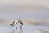 _MG_6003 Sanderling.jpg