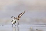 _MG_6006 Sanderling.jpg