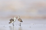 _MG_6021 Sanderling.jpg