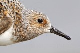 _MG_2209crop Sanderling.jpg