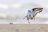 _MG_2361 Sanderling.jpg