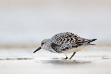 _MG_3412 Sanderling.jpg