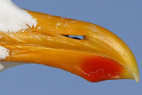 _MG_3120crop2 Yellow-footed Gull.jpg