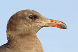 _MG_3187 Heermanns Gull.jpg