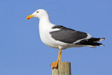 _MG_3332 Yellow-footed Gull.jpg