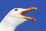 _MG_3553 Yellow-footed Gull.jpg