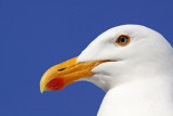 _MG_3597 Yellow-footed Gull.jpg