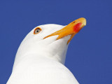 _MG_3614 Yellow-footed Gull.jpg