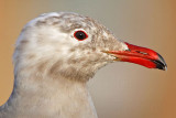 _MG_3952crop Heermanns Gull.jpg