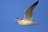 _MG_4051 California Gull.jpg
