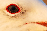 _MG_4604crop1 Heermanns Gull.jpg