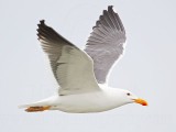 _MG_3123 Yellow-footed Gull.jpg