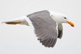 _MG_3128 Yellow-footed Gull.jpg