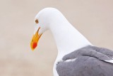 _MG_3500 Yellow-footed Gull.jpg