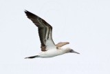 _MG_3746 Blue-footed Booby.jpg