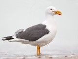 _MG_3850 Yellow-footed Gull.jpg
