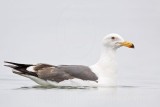 _MG_3902 Yellow-footed Gull.jpg