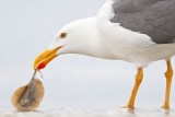 _MG_4331 Yellow-footed Gull.jpg