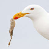 _MG_4356crop Yellow-footed Gull.jpg