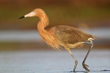 _MG_3915 Reddish Egret.jpg