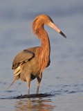 _MG_3974 Reddish Egret.jpg