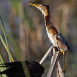 _MG_8670 Least Bittern.jpg