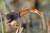 _MG_8727 Least Bittern.jpg