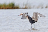 _MG_2535 Reddish Egret.jpg