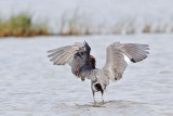 _MG_2548 Reddish Egret.jpg
