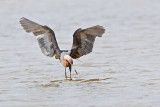 _MG_2597 Reddish Egret.jpg