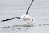 _MG_4115 Yellow-footed Gull.jpg