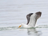 _MG_4119 Yellow-footed Gull.jpg
