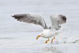 _MG_4131 Yellow-footed Gull.jpg