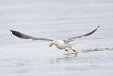 _MG_4132 Yellow-footed Gull.jpg