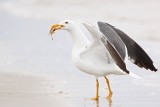 _MG_4173 Yellow-footed Gull.jpg