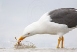 _MG_4469 Yellow-footed Gull.jpg