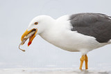 _MG_4503 Yellow-footed Gull.jpg