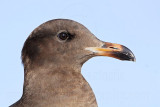 _MG_3230 Heermanns Gull.jpg