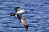 _MG_0716 Blue-footed Booby.jpg