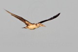 _MG_5035 Northern Gannet.jpg